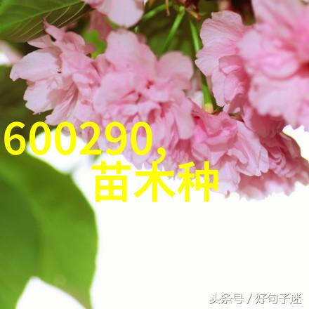 欧洲云杉通过国家林木良种认定