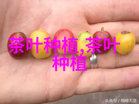 探索花卉苗木行业的秘密从种植到市场的全景揭秘